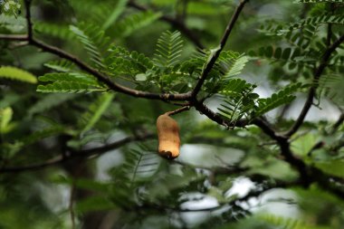Tamarind ya da Tamarindus indica, Tadı ekşi olan bir meyve türüdür; aynı zamanda onu üreten ağacın adı da Fabaceae ailesine aittir..