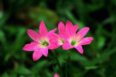 Pembe Yağmurlu Zambaklar veya Zephyranthes Dakika çiçek açıyor.