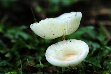 Leucoprinus cepaestipes, beyaz lepiotoid mantarlar ağaç çiplerinde ve ormanlarda görülür..