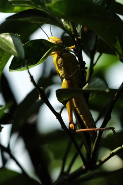 Valanga nigricornis, Acrididae familyasından bir çekirge türüdür..