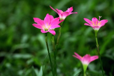 Pembe Yağmurlu Zambaklar veya Zephyranthes Dakika çiçek açıyor.