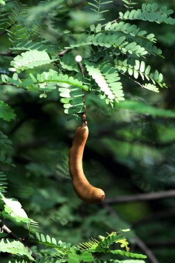 Tamarind ya da Tamarindus indica, Tadı ekşi olan bir meyve türüdür; aynı zamanda onu üreten ağacın adı da Fabaceae ailesine aittir..