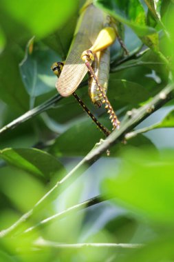 Valanga nigricornis, Acrididae familyasından bir çekirge türüdür..