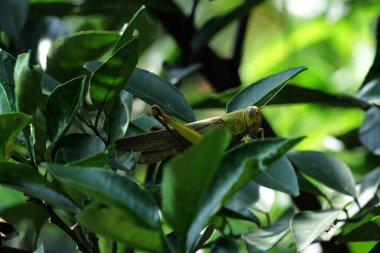 Valanga nigricornis, Acrididae familyasından bir çekirge türüdür..
