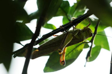 Valanga nigricornis, Acrididae familyasından bir çekirge türüdür..