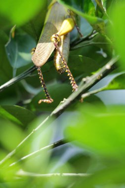 Valanga nigricornis, Acrididae familyasından bir çekirge türüdür..