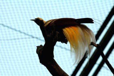 Kuş parkındaki ağaçtaki renkli küçük kuş. Güzel sarı doğulu bir kuş.