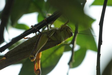 Valanga nigricornis, Acrididae familyasından bir çekirge türüdür..