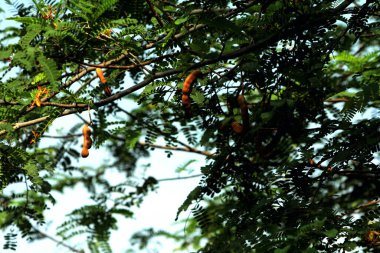 Tamarind veya Tamarindus indica, tadı ekşi olan meyve türü; aynı zamanda onu üreten ağacın adı, ki hala Fabaceae ailesine aittir.