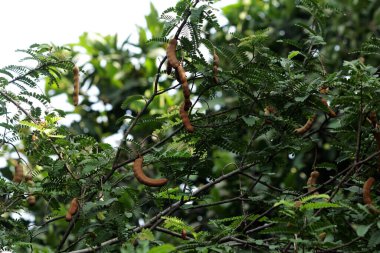 Tamarind veya Tamarindus indica, tadı ekşi olan meyve türü; aynı zamanda onu üreten ağacın adı, ki hala Fabaceae ailesine aittir.