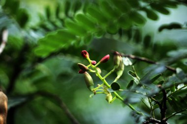 Tamarind veya Tamarindus indica, tadı ekşi olan meyve türü; aynı zamanda onu üreten ağacın adı, ki hala Fabaceae ailesine aittir.