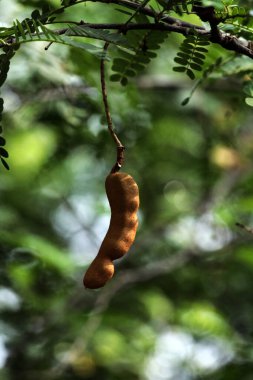 Tamarind ya da Tamarindus indica, Tadı ekşi olan bir meyve türüdür; aynı zamanda onu üreten ağacın adı da Fabaceae ailesine aittir..