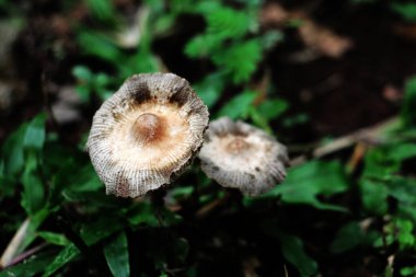 Leucoprinus cepaestipes, beyaz lepiotoid mantarlar ağaç çiplerinde ve ormanlarda görülür..