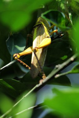 Valanga nigricornis, Acrididae familyasından bir çekirge türüdür..