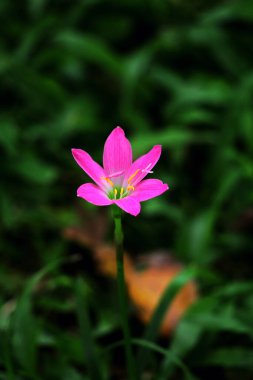 Pembe Yağmur Zambağı veya Zephyranthes Dakika çiçek açıyor.