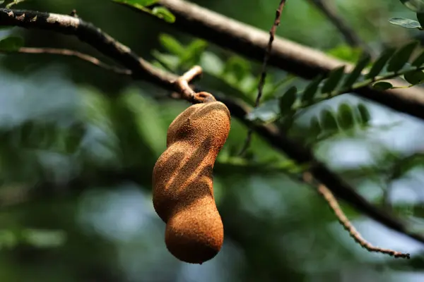 Tamarind or Tamarindus indica is a type of fruit that tastes sour; as well as the name of the tree that produces it, which still belongs to the Fabaceae family.