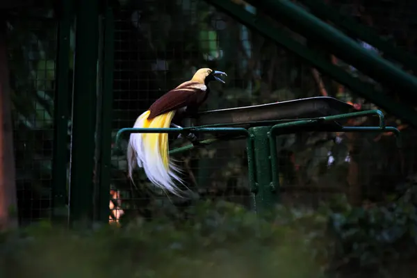 Kuş parkındaki ağaçtaki renkli küçük kuş. Güzel sarı doğulu bir kuş.