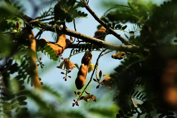 Tamarind or Tamarindus indica , type of fruits that tastes sour; as well as the name of the tree that produces it, which still belongs to the Fabaceae family.