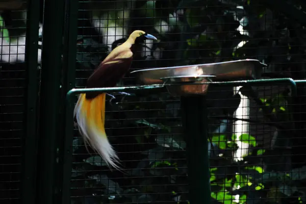 Kuş parkındaki ağaçtaki renkli küçük kuş. Güzel sarı doğulu bir kuş.