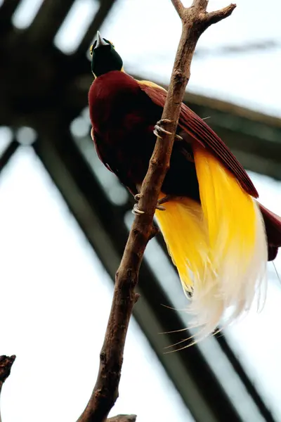 Kolorowy Mały Ptak Drzewie Parku Ptaków Ptak Pięknym Żółtym Wschodem — Zdjęcie stockowe
