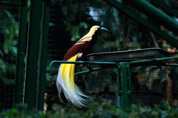 Kuş parkındaki ağaçtaki renkli küçük kuş. Güzel sarı doğulu bir kuş.