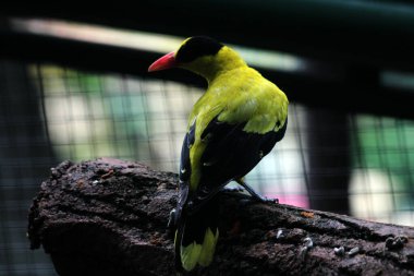 Kara peçeteli oriol (Oriolus chinensis), kedigiller (Felidae) familyasından bir kuş türü. Tüyler ağırlıklı olarak altın sarısı, belirgin siyah maskeli ve enseli..