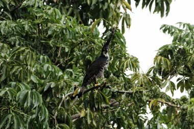 Dağ Kartalı veya Nisaetus alboniger, Malezya ve Endonezya yarımadasına özgü.. 