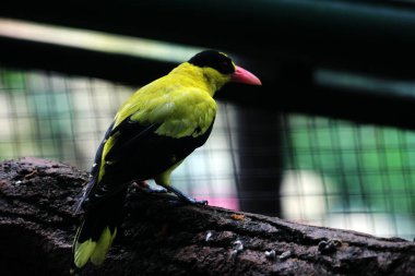 Kara peçeteli oriol (Oriolus chinensis), kedigiller (Felidae) familyasından bir kuş türü. Tüyler ağırlıklı olarak altın sarısı, belirgin siyah maskeli ve enseli..