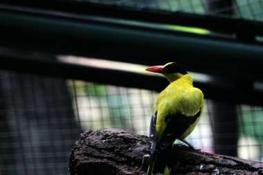 Kara peçeteli oriol (Oriolus chinensis), kedigiller (Felidae) familyasından bir kuş türü. Tüyler ağırlıklı olarak altın sarısı, belirgin siyah maskeli ve enseli..