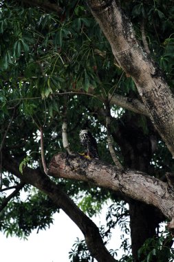Dağ Kartalı veya Nisaetus alboniger, Malezya ve Endonezya yarımadasına özgü.. 