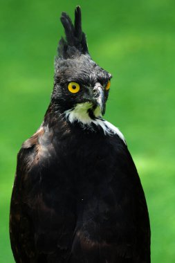 Dağ Kartalı veya Nisaetus alboniger, Malezya ve Endonezya yarımadasına özgü.. 