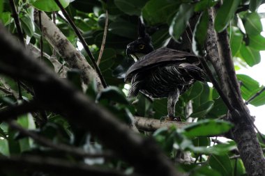 Dağ Kartalı veya Nisaetus alboniger, Malezya ve Endonezya yarımadasına özgü.. 