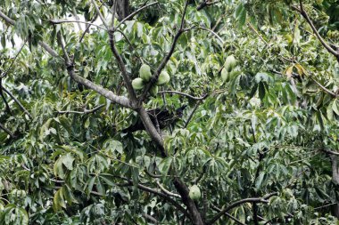Dağ Kartalı veya Nisaetus alboniger, Malezya ve Endonezya yarımadasına özgü.. 