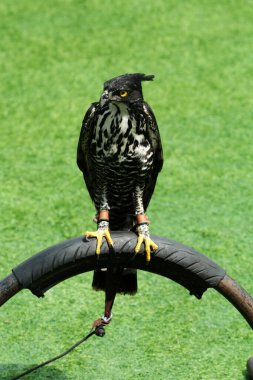 Dağ Kartalı veya Nisaetus alboniger, Malezya ve Endonezya yarımadasına özgü.. 