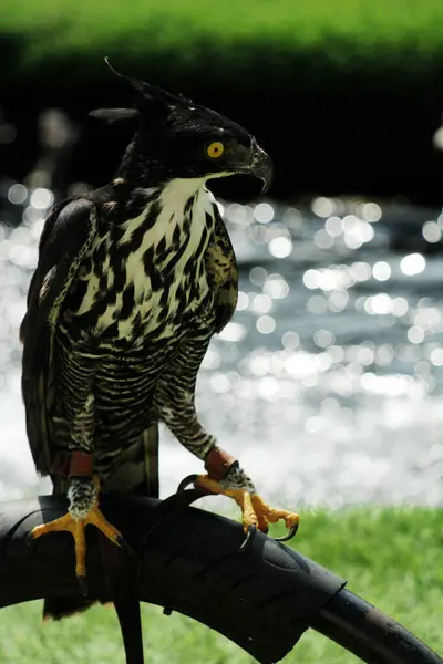 stock image Mountain eagle or Nisaetus alboniger, endemic to peninsular Malaysia and Indonesia. 