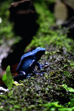 Mavi zehirli ok kurbağası veya mavi zehirli ok kurbağası, bilimsel dilde Dendrobates tinctorius 