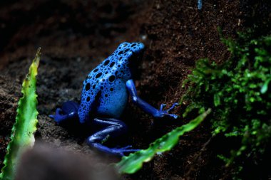 Mavi zehirli ok kurbağası veya mavi zehirli ok kurbağası, bilimsel dilde Dendrobates tinctorius 
