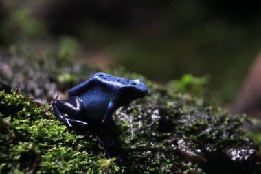 Mavi zehirli ok kurbağası veya mavi zehirli ok kurbağası, bilimsel dilde Dendrobates tinctorius 