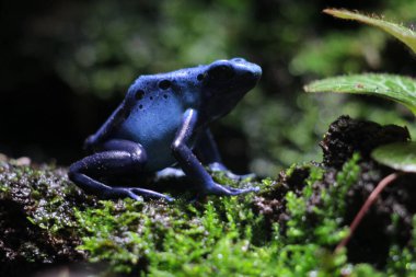 Mavi zehirli ok kurbağası veya mavi zehirli ok kurbağası, bilimsel dilde Dendrobates tinctorius 