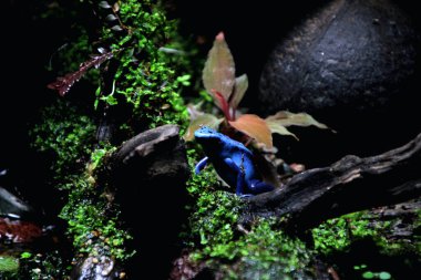 Mavi zehirli ok kurbağası veya mavi zehirli ok kurbağası, bilimsel dilde Dendrobates tinctorius 