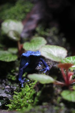 Mavi zehirli ok kurbağası veya mavi zehirli ok kurbağası, bilimsel dilde Dendrobates tinctorius 