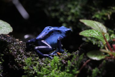 Mavi zehirli ok kurbağası veya mavi zehirli ok kurbağası, bilimsel dilde Dendrobates tinctorius 