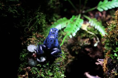 Blue poison dart frog or blue poison dart frog, in scientific language Dendrobates tinctorius 