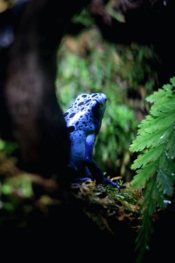 Mavi zehirli ok kurbağası veya mavi zehirli ok kurbağası, bilimsel dilde Dendrobates tinctorius 