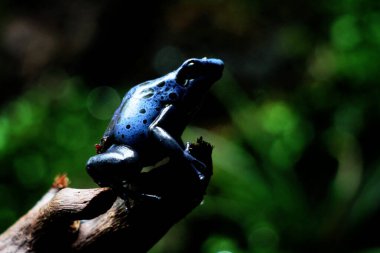 Blue poison dart frog or blue poison dart frog, in scientific language Dendrobates tinctorius 
