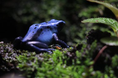 Mavi zehirli ok kurbağası veya mavi zehirli ok kurbağası, bilimsel dilde Dendrobates tinctorius 