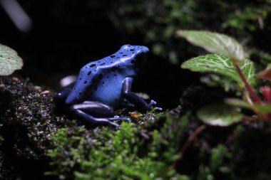 Mavi zehirli ok kurbağası veya mavi zehirli ok kurbağası, bilimsel dilde Dendrobates tinctorius 