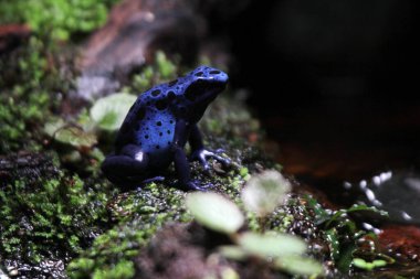 Mavi zehirli ok kurbağası veya mavi zehirli ok kurbağası, bilimsel dilde Dendrobates tinctorius 