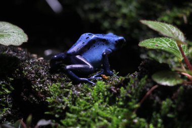 Mavi zehirli ok kurbağası veya mavi zehirli ok kurbağası, bilimsel dilde Dendrobates tinctorius 