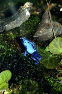 Mavi zehirli ok kurbağası veya mavi zehirli ok kurbağası, bilimsel dilde Dendrobates tinctorius 